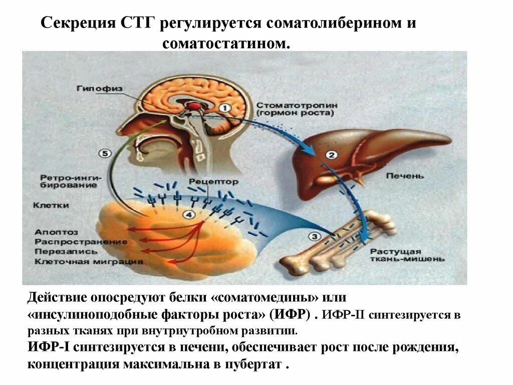 Фактор роста гормон. Регуляция секреции гормона роста. СТГ гормон роста. Соматотропный гормон регуляция. Регуляция выработки СТГ.