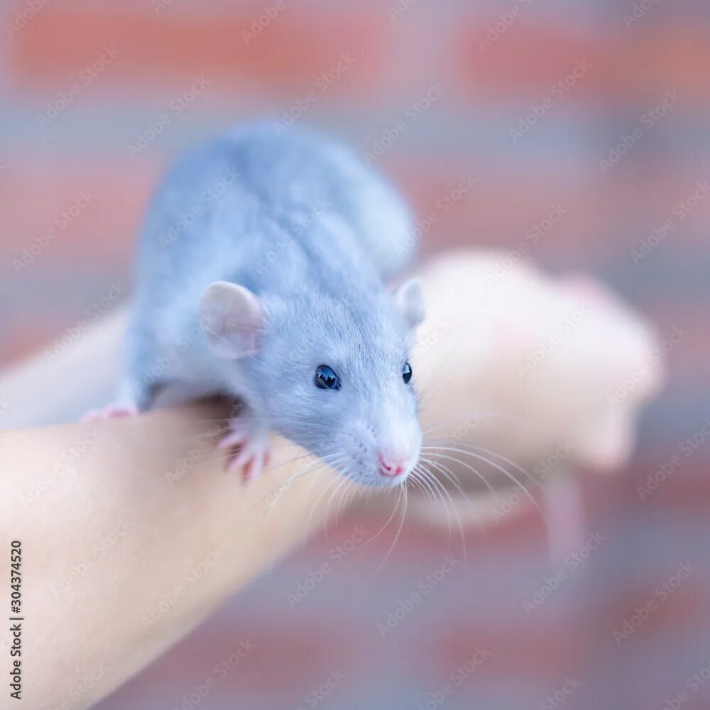 Blue rat