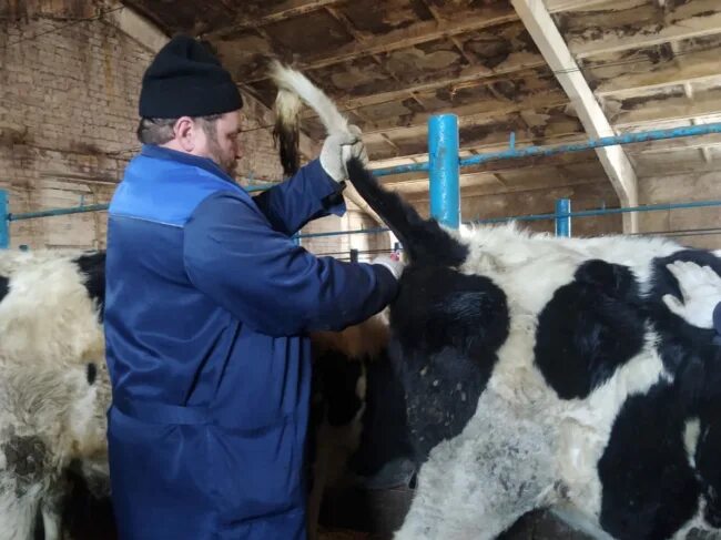 Противоэпизоотические мероприятия крс. Туберкулинизация крс вакцина. Фото весенних противоэпизоотических мероприятиях. Противоэпизоотические мероприятия крс. Противоэпизоотических мероприятий болезни животных.