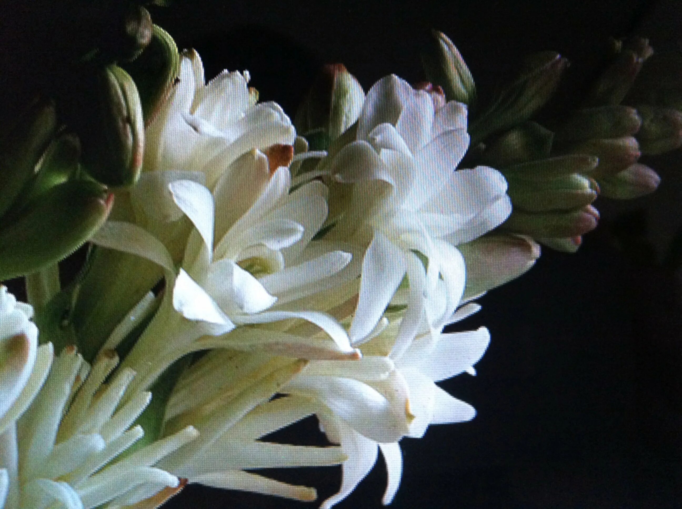 Tuberose. Полиантес Тубероза. Тубероза (Polianthes tuberosa). Тубероза жемчуг. Тубероза Гардения цветок.