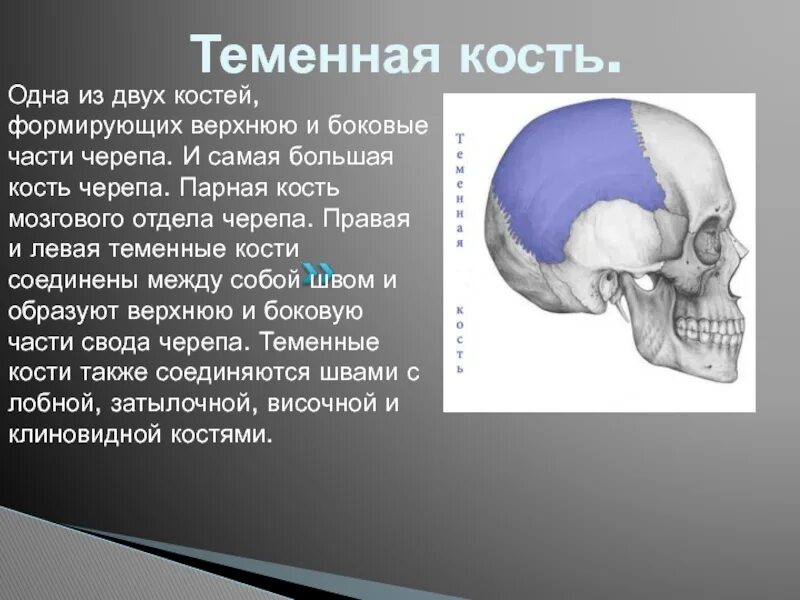 Левая теменная кость черепа. Теменная кость черепа анатомия. Теменная кость в черепе парная?. Череп человека теменная кость. Теменная кость относится к