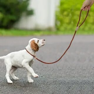 Как научить не тянуть поводок на прогулке