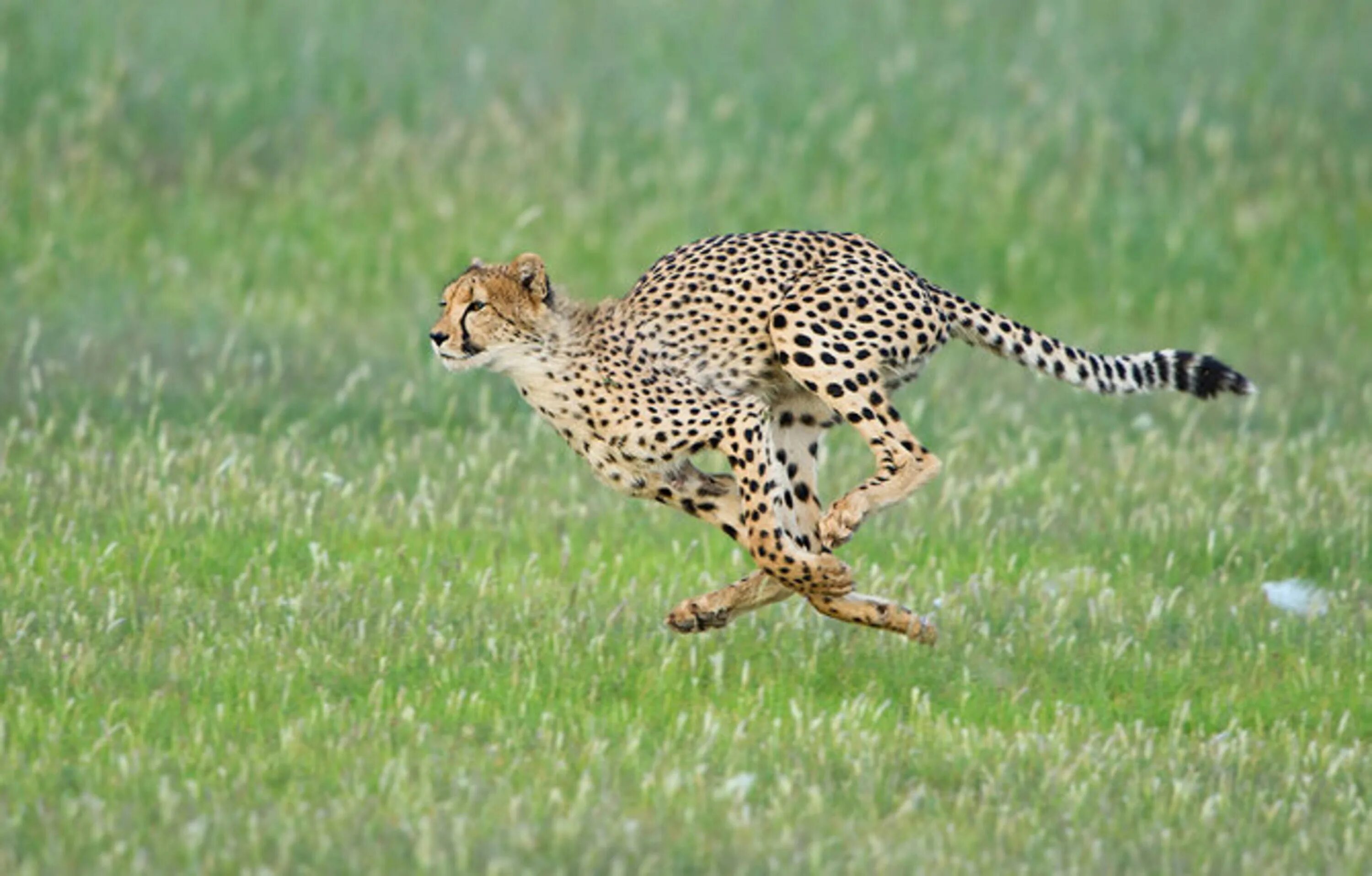 Бегун животное. Гепард бежит. Быстрое животное. Гепард в беге. Леопард бегает.
