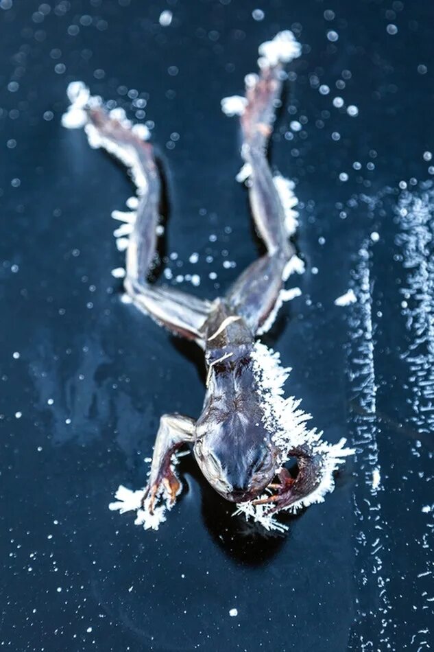 Ледяная лягушка. Лягушка во льду. Замерзшая лягушка.