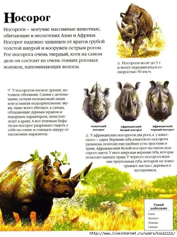 Заметки о животных. Статья из энциклопедии о животных. интересные рассказы про животных. научная статья о животных. интересные статьи про животных.