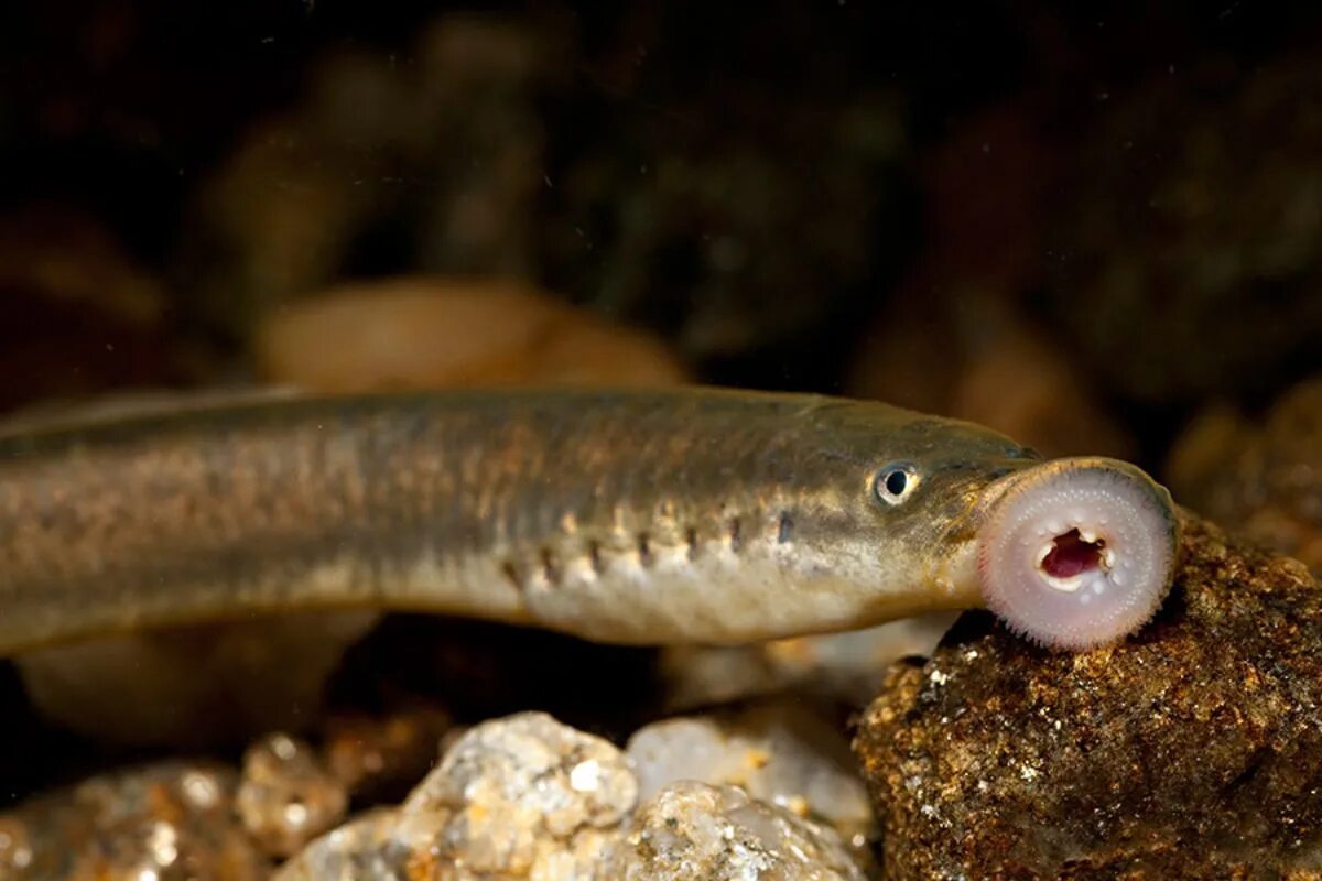 минога ручьевая сибирская. европейская ручьевая минога. минога балтийская. европейская речная минога. речная минога lampetra fluviatilis.