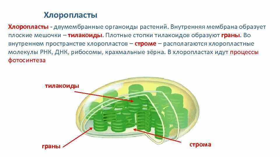 Форма хлоропласта. Хлоропласты Строма тилакоиды граны. Пластиды двухмембранный органоид. Органоиды клетки пластиды функции. Хлоропласт строение и функции органоидов.