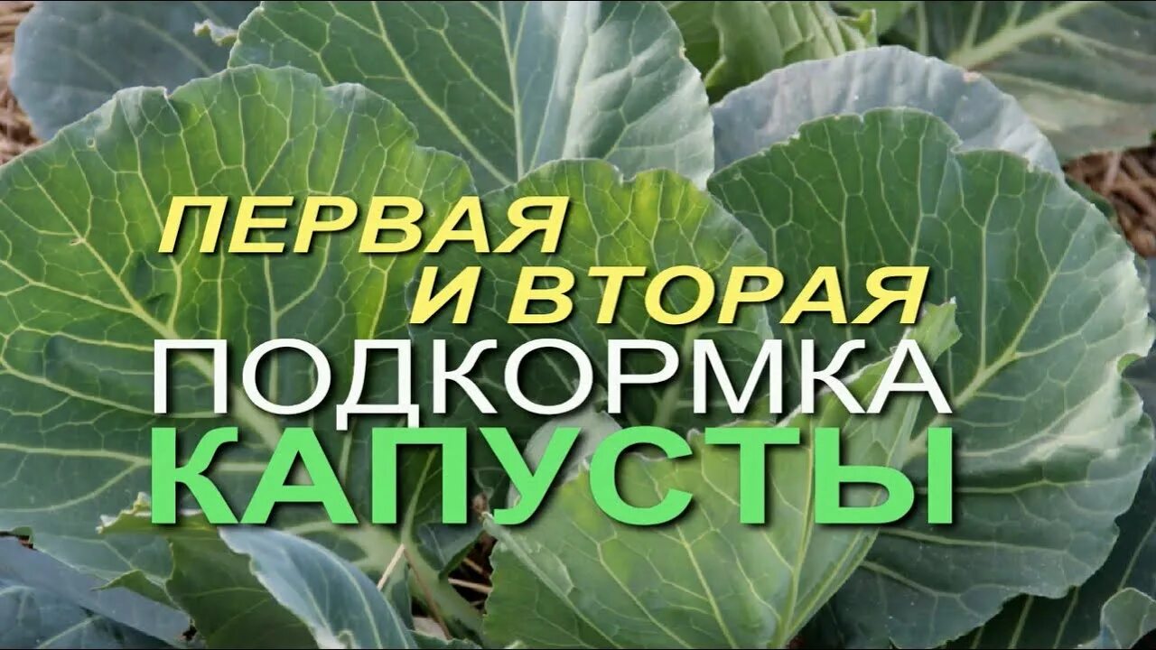Чем подкормить цветную капусту для формирования