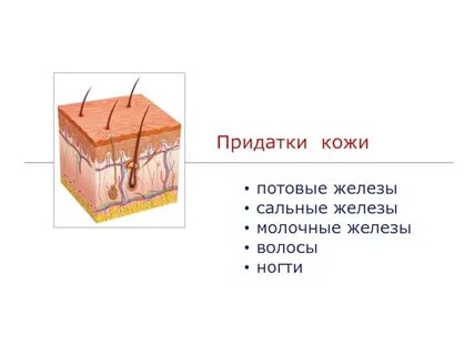 Потовые железы в каком слое кожи