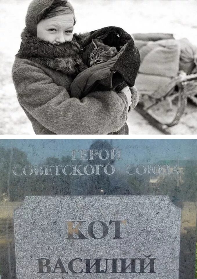 Кот василий блокадный ленинград. Кошки блокадного ленинграда. Кот васька в блокадном ленинграде. Кот васька блокада ленинграда. Кот максим блокада ленинграда.