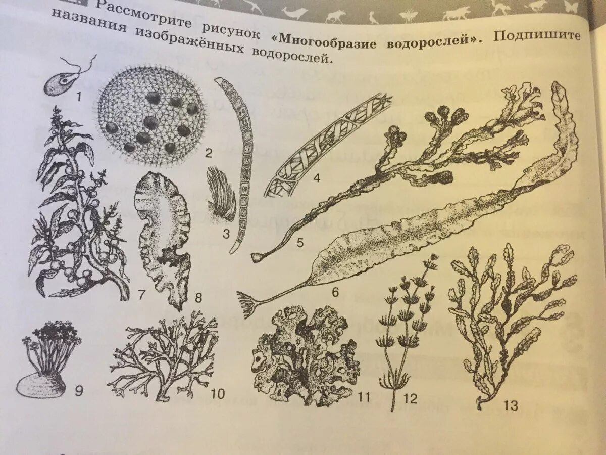 Разнообразие водорослей биология. Многообразие водорослей. Водоросли названия. Водоросли картинки с названиями. Рисунки водорослей с названиями.