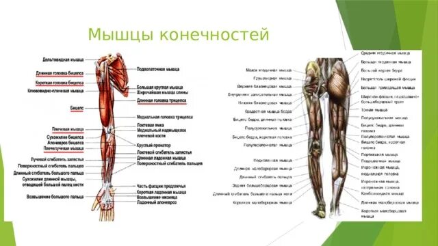 Скелетные мышцы конечностей. Мышцы конечностей человека и их функции. мышцы ноги человека функции. мышцы нижних конечностей человека и их функции. мышцы конечностей 8 класс.