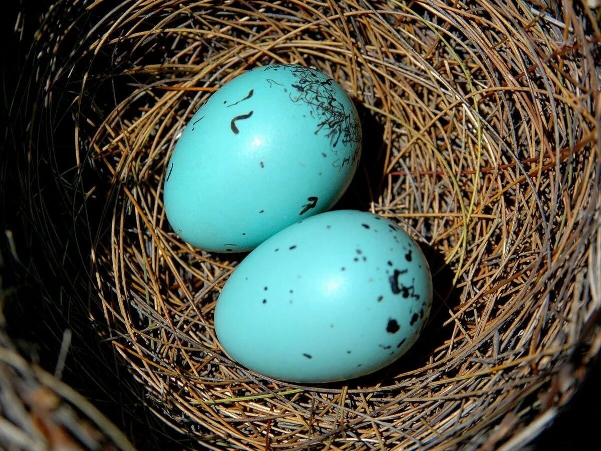 Павлиньи яйца. Яйца птиц. Красивые яйца птиц. Разноцветные яйца птиц. Значение яйца птицы