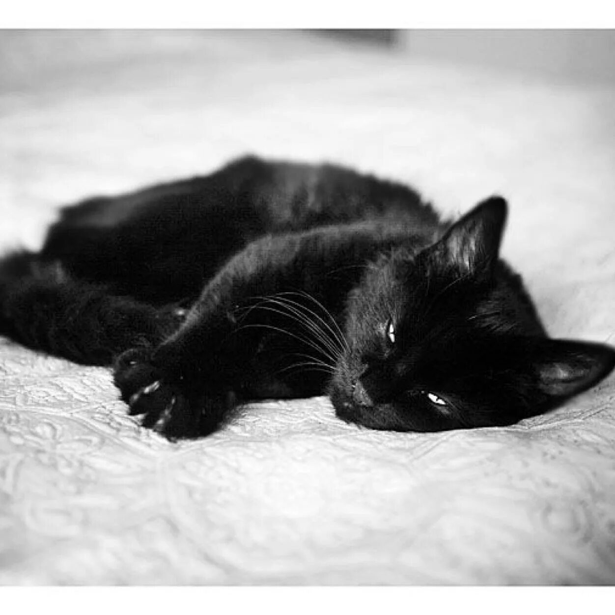 Сон бело черный кот. Спящий черный котик. Красивый черный кот. Черный кот на кровати. Сон бело черный кот.