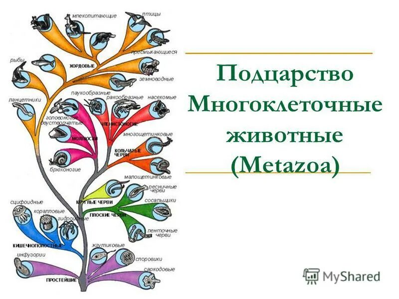 Выход многоклеточных животных на сушу произошел