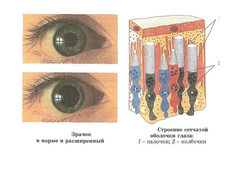 Колбочки глаза. Дополнительная колбочка сетчатки. В сетчатке глаза имеется палочек. Палочки глаза человека. 4 колбочки зрение
