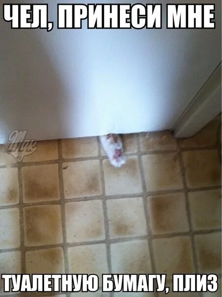 Я несу туалетную бумагу. Лютые приколы интернета. Я вам бумажку принес. Бумага мем. Мем принес бумагу.