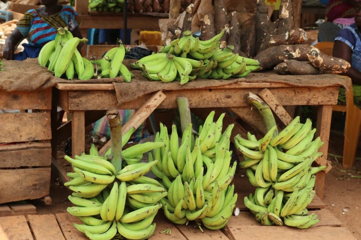 Как продавать бананы. Plantains бананы. сорт хорн банан. плантации бананов. африканские фрукты.
