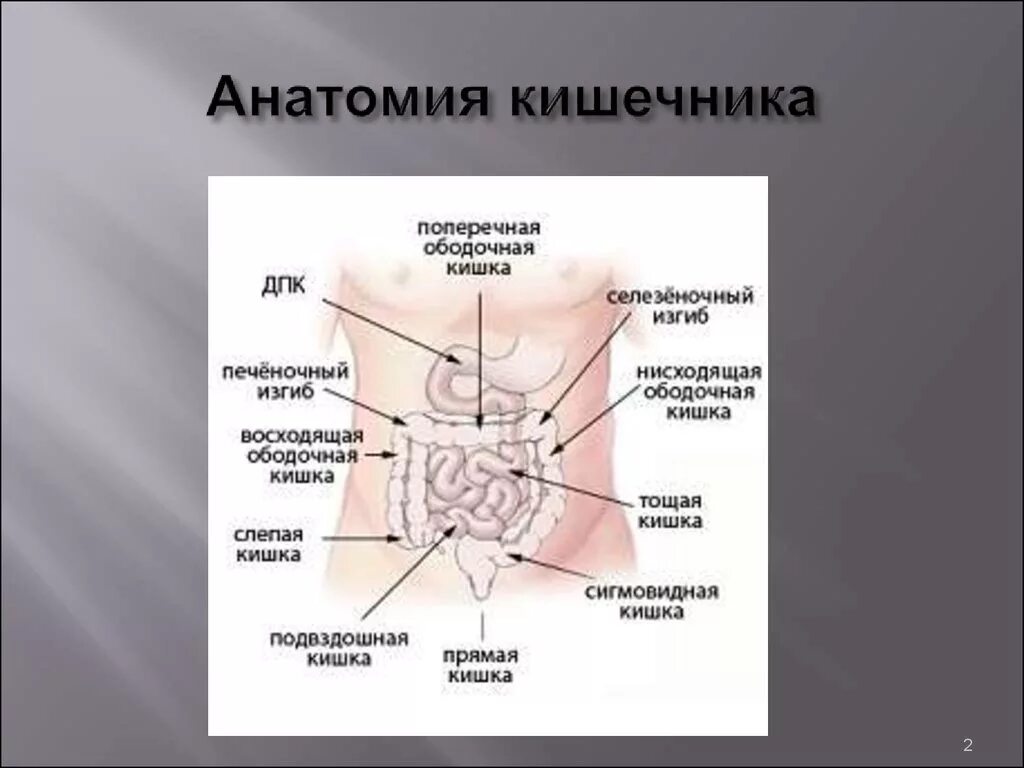 Слепая и подвздошная кишка. Кишечник анатомия подвздошная кишка. Подвздошная кишка анатомия строение. Толстый кишечник строение. Строение кишечника человека.