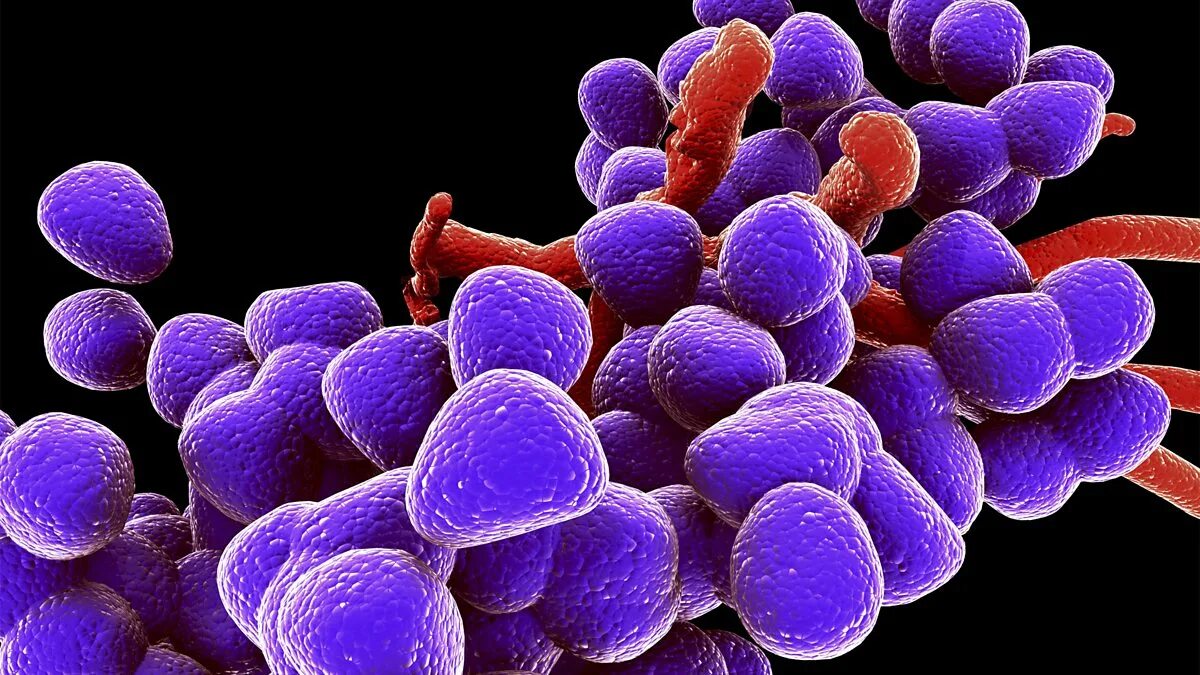 Enterococcus l3. Энтерококк фэциум. энтерококк фекалис. бактерии рода enterococcus. энтерококки faecalis.