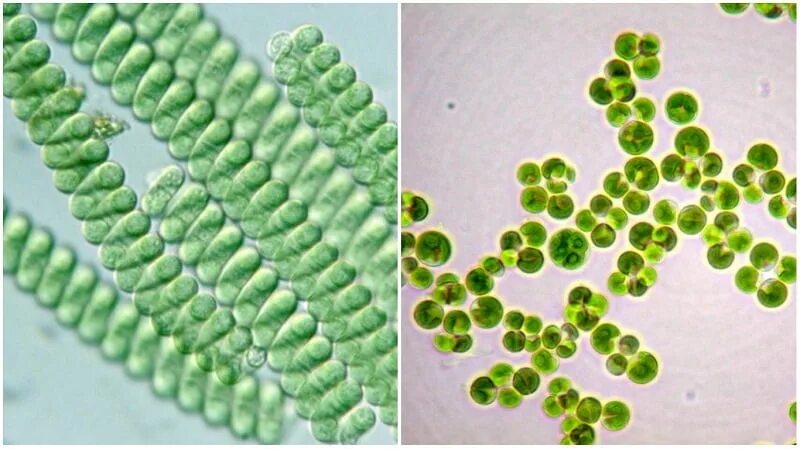 Хлорофилл в клетках водорослей находится в