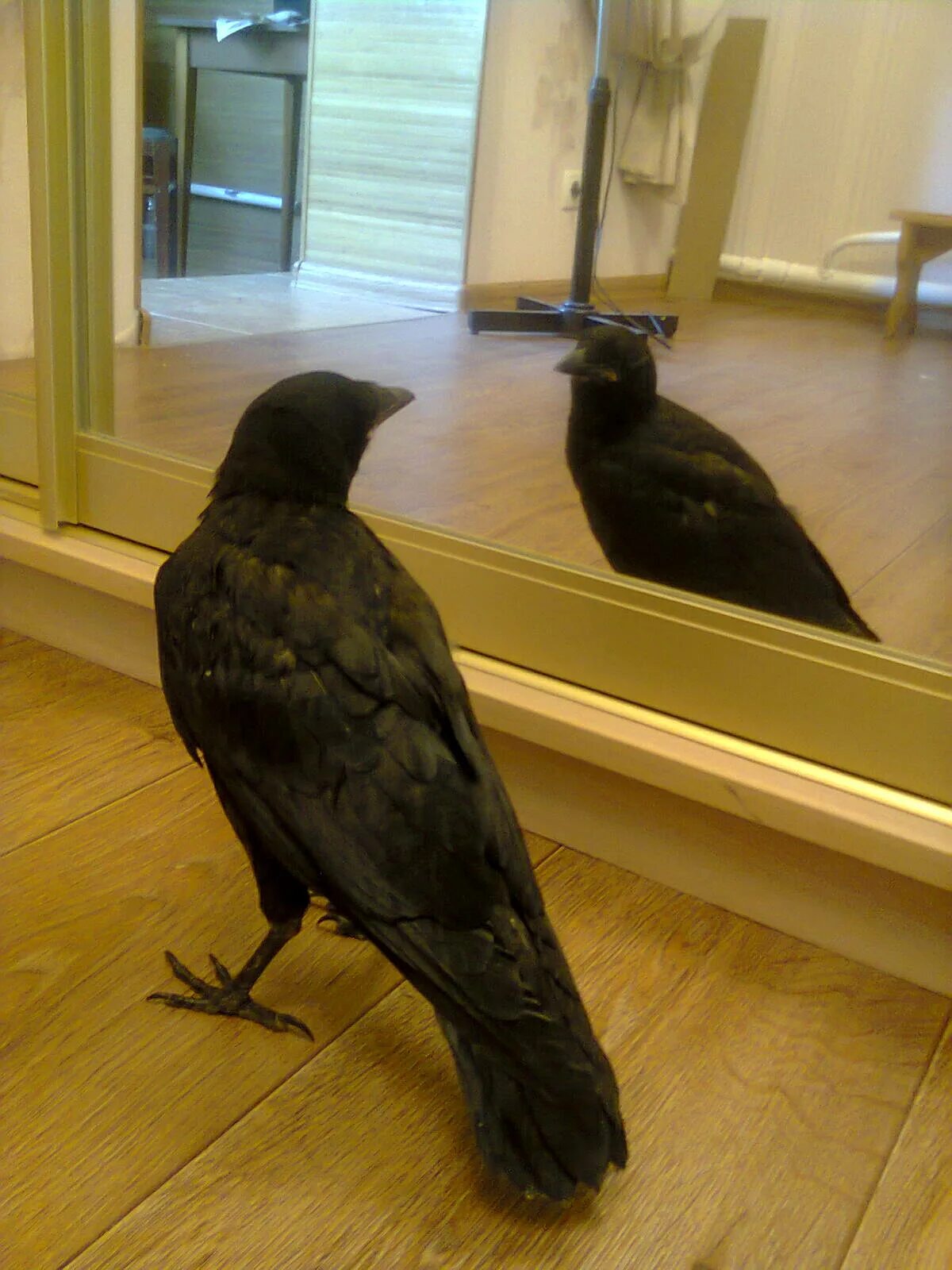 бангайская ворона. семья вороны. черный ворон 36. черный ворон 36. черный ворон 36.