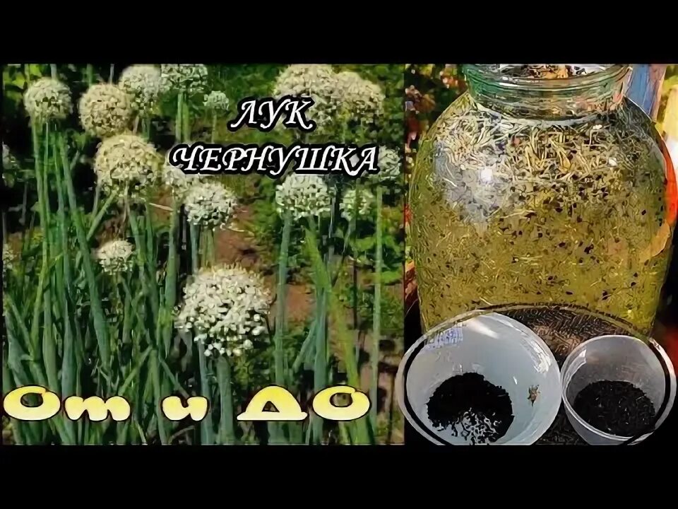 Лук чернушка какие сорта. Лук чернушка выращивание. лук чернушка. лук чернушка даниловский.