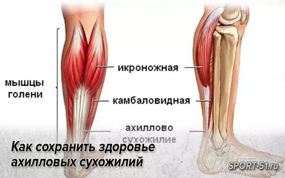 Танзенит ахилового сухожилия. Медиальная головка икроножной мышцы анатомия. Ахиллово сухожилие и икра. Камбаловидная мышца (m.Soleus).