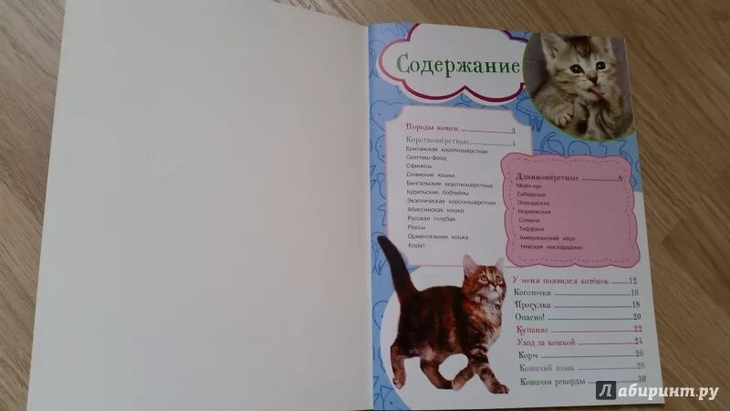 Как воспитать ласкового котенка. Воспитание котят книга. как воспитать котенка. мой первый учебник ответственности. как воспитать котенка. как правильно воспитать кота книга.