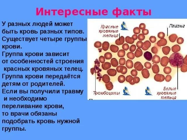интересные факты об органах человека.