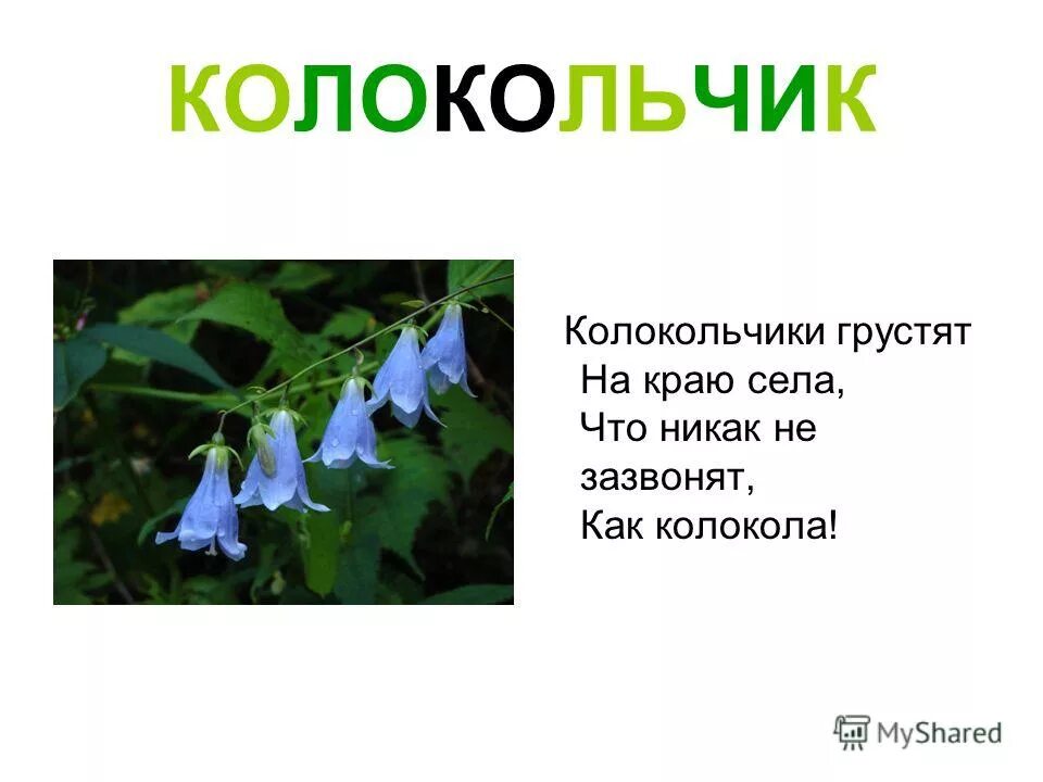 Зазвонил колокольчик. Колокольчик. Цветок "колокольчик". Стихи про колокольчики цветы. Легенды о колокольчиках цветах.