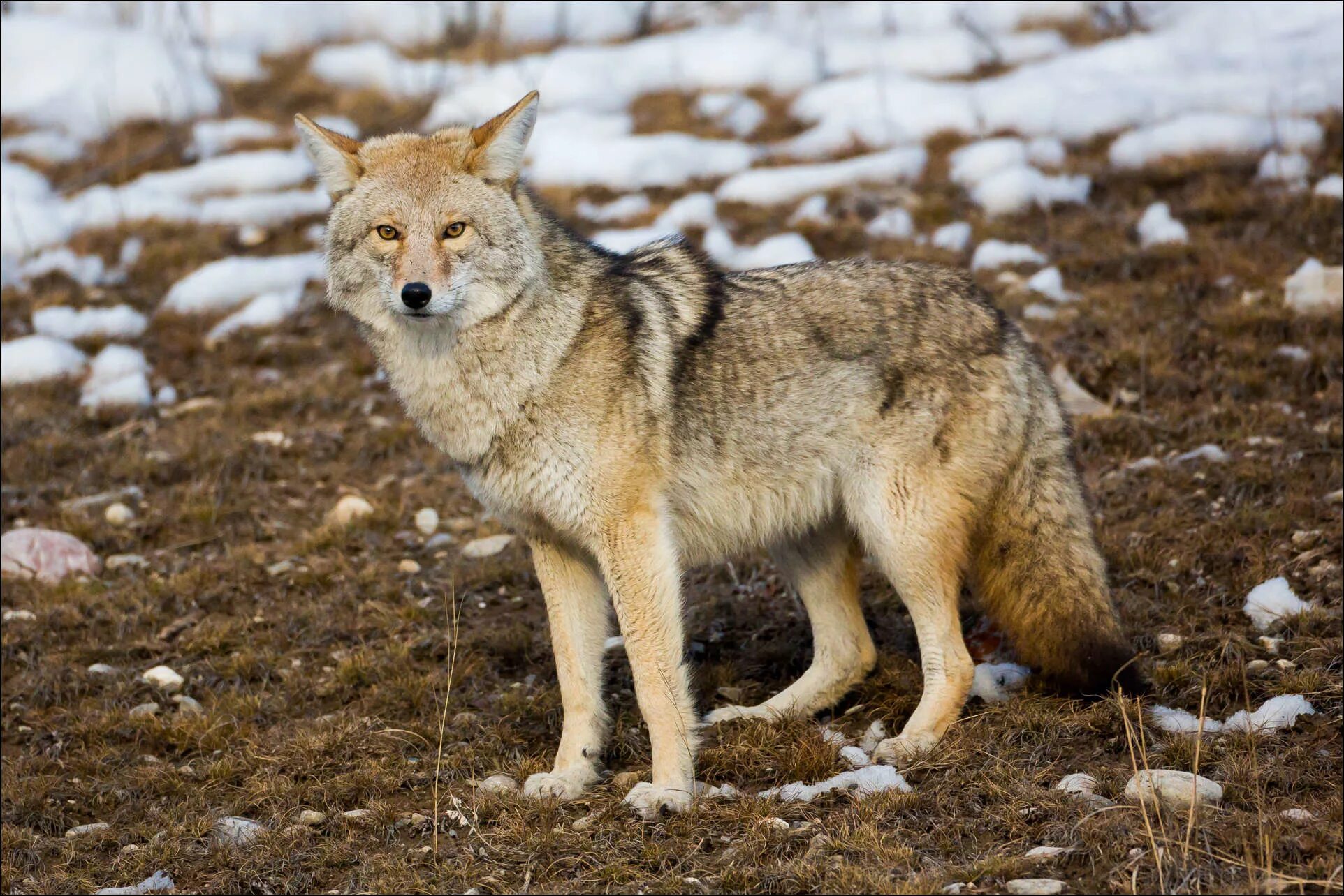 Койот Северной Америки. Луговой волк canis Latrans. Животный мир Северной Америки койот. Койот Степной волк. Водятся ли волки