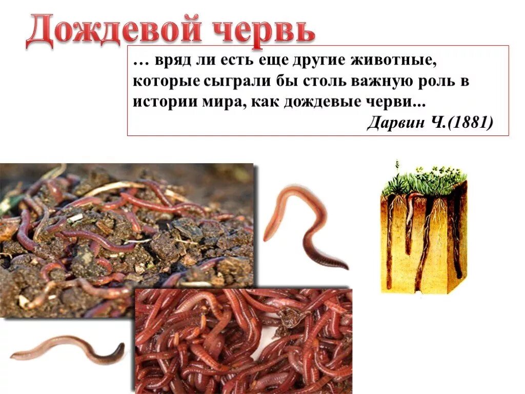 Чем питаются дождевые червяки. Дождевые черви питаются.