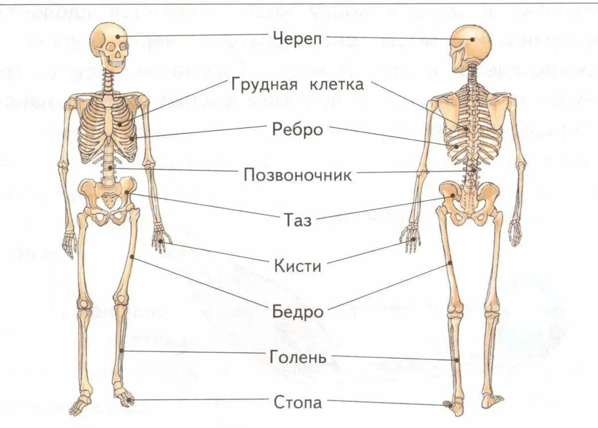 Скелет человека строение 4 класс. Строение скелета человека начальная школа. Основные кости скелета человека 4 класс. Кости скелета человека 3 класс окружающий мир.