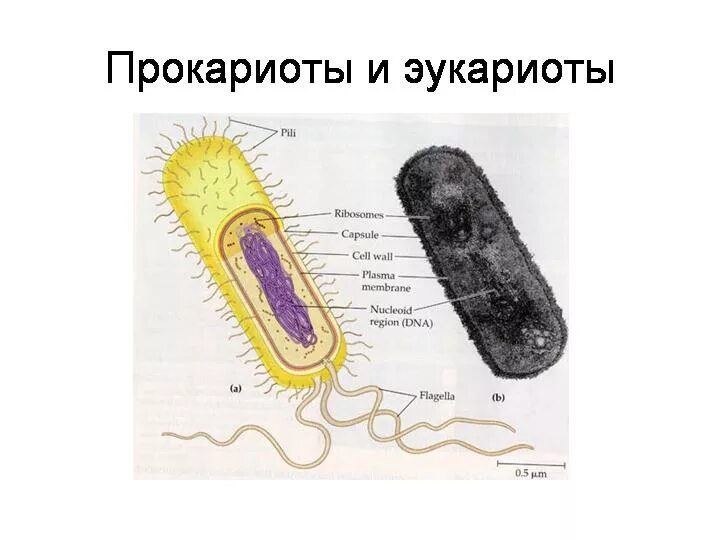 Прокариоты рисунок