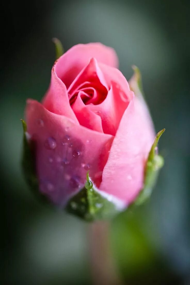 Бутон розы. Розовые розы. Красивые бутоны роз. Розовый бутон. Бутон розовой розы