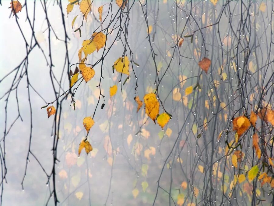 Снежная осень. Пасмурный осенний день в городе. Холодном осеннем воздухе. Осень туман. Холодном осеннем воздухе.