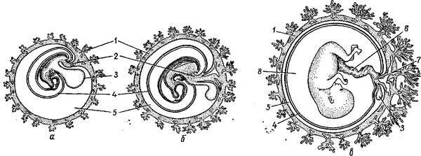 Схема строения эмбриона. Строение зародыша плода. Зародыш хорион амнион. Оболочки зародыша амнион человека. Появление амниона и других зародышевых оболочек