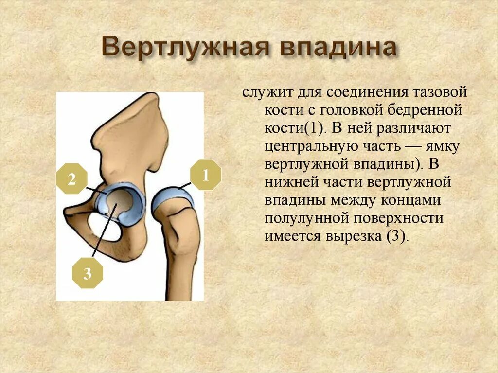 Тазобедренный сустав соединение. Анатомия вертлужной впадины тазобедренного сустава. Медиальная стенка вертлужной впадины. Дно вертлужной впадины анатомия. Вердлушная впадина таз.