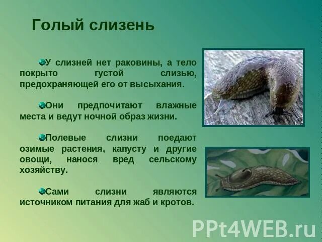 Отсутствием какого важного элемента отличается слизень