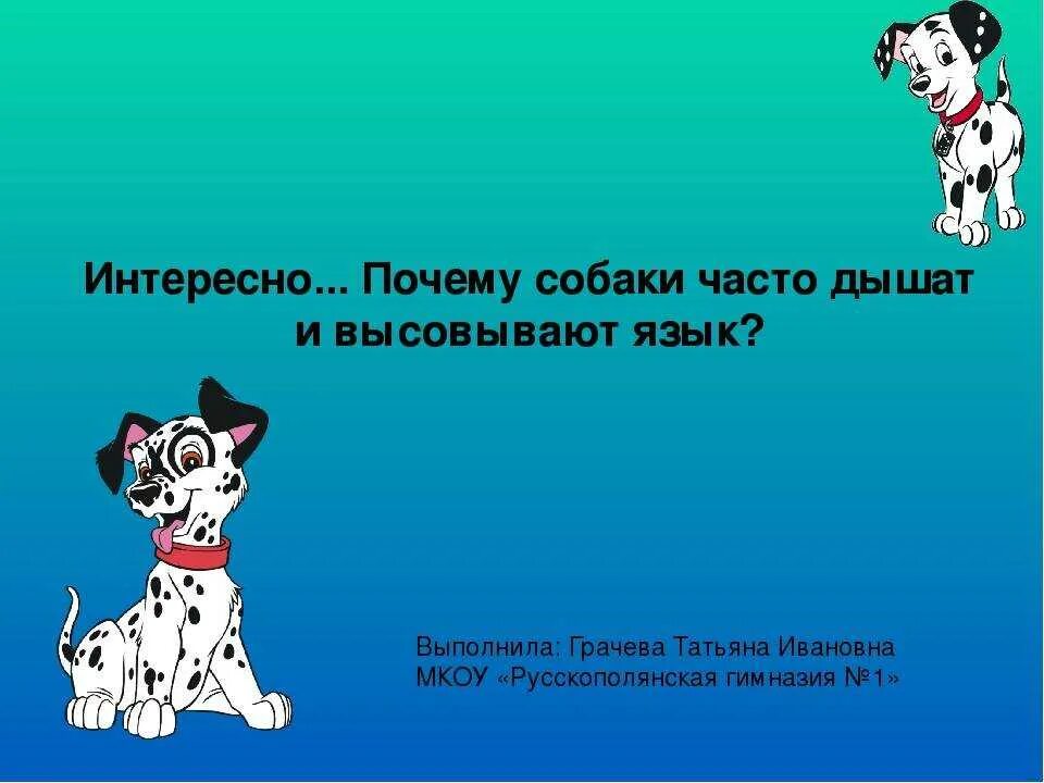 Почему щенок часто дышит. Собака часто дышит причины. Почему собака часто дышит. Собака высовывает язык и часто дышит. Собака с высунутым языком.