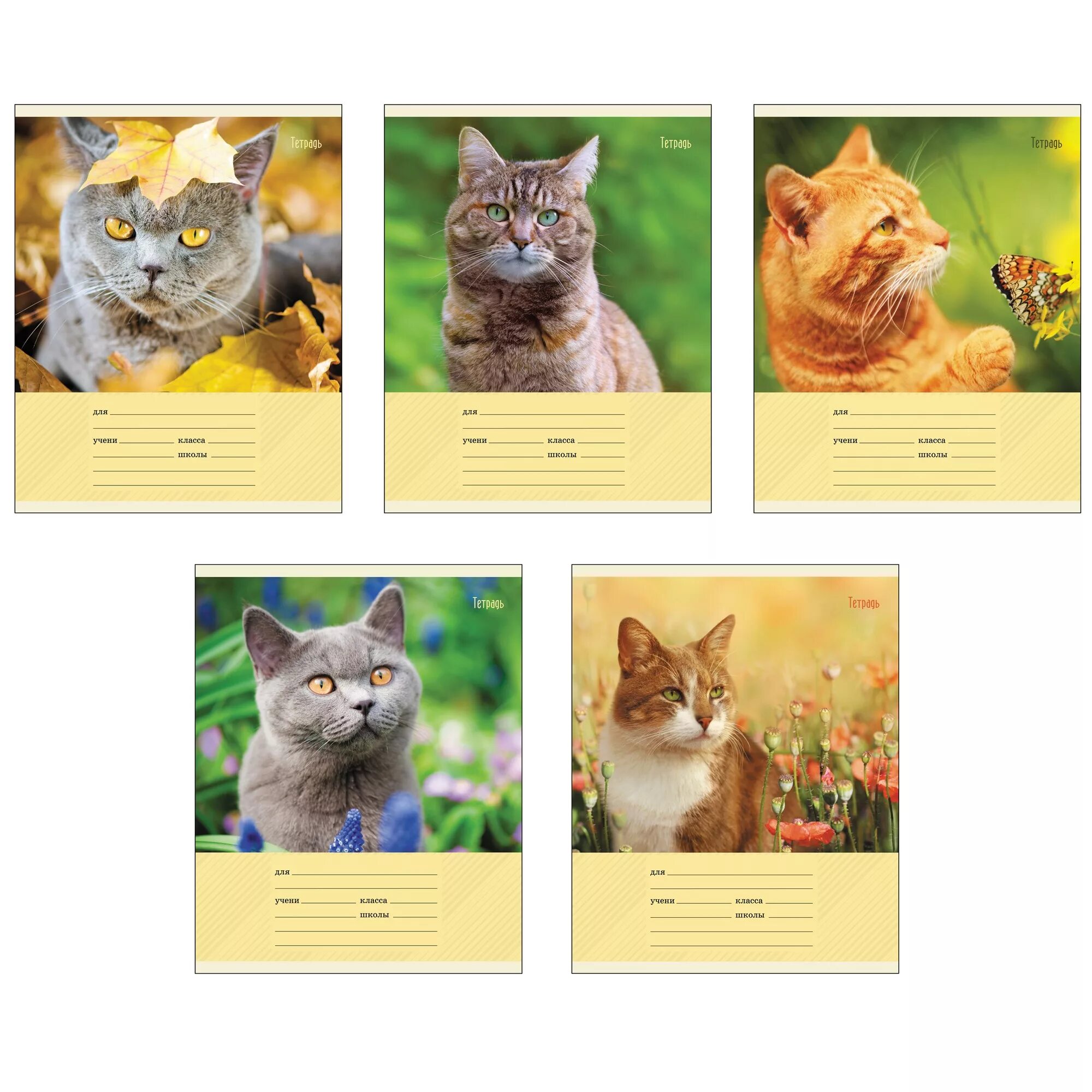 Котики в линию 3 класс ответ