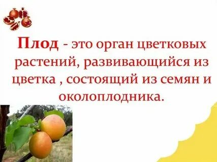 Зародыш определение