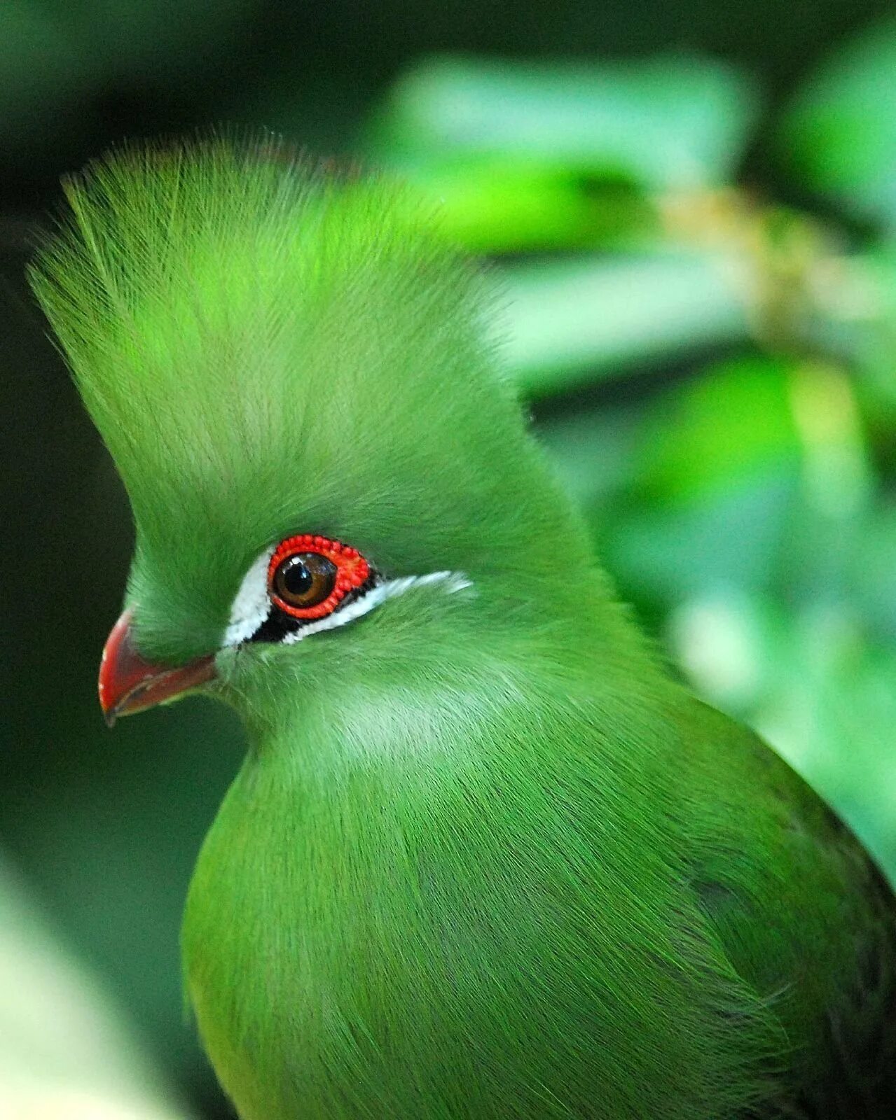 Зеленая птичка название. Птица турако бананоед. Хохлатый турако. Зеленый турако. Гвинейская турако птица.