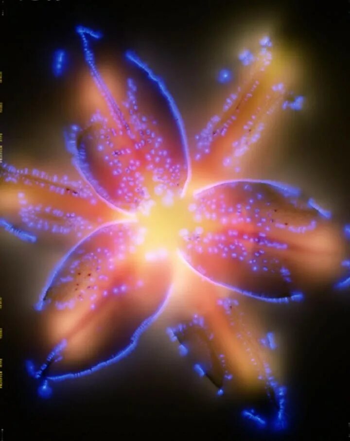 Эффект кирлиан аура растений. Кирлиан эффект цветок. Электрических цветов. Фантастические цветы. Кирлиан эффект.