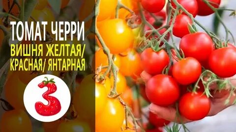 Вишня красная вишня желтая