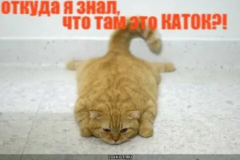 Котик каток