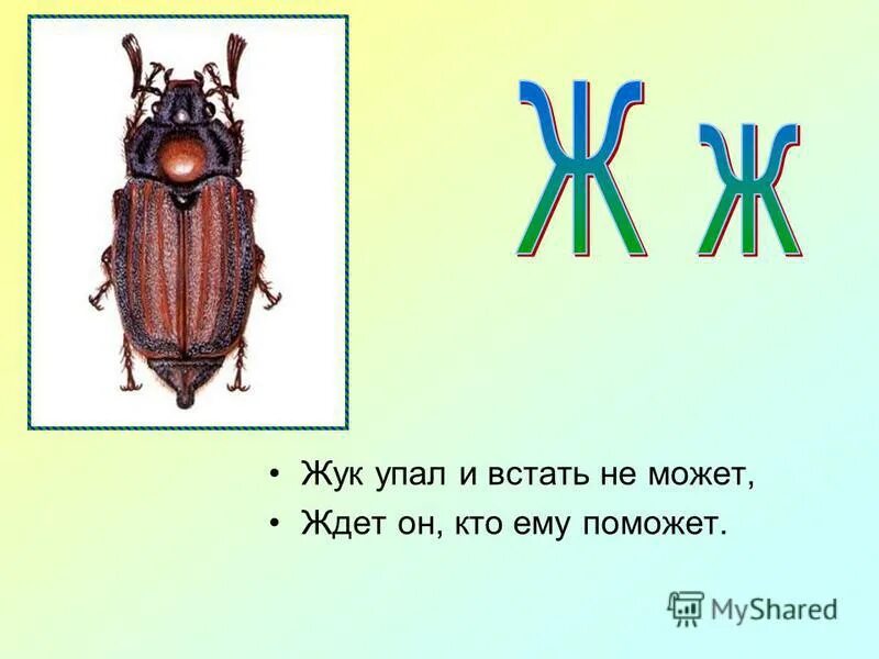 Звуки слова жук. Жук упал и встать не может ждет он кто ему поможет. Жук упал и встать не может. Стихи про Жуков. Стихотворение про жука.