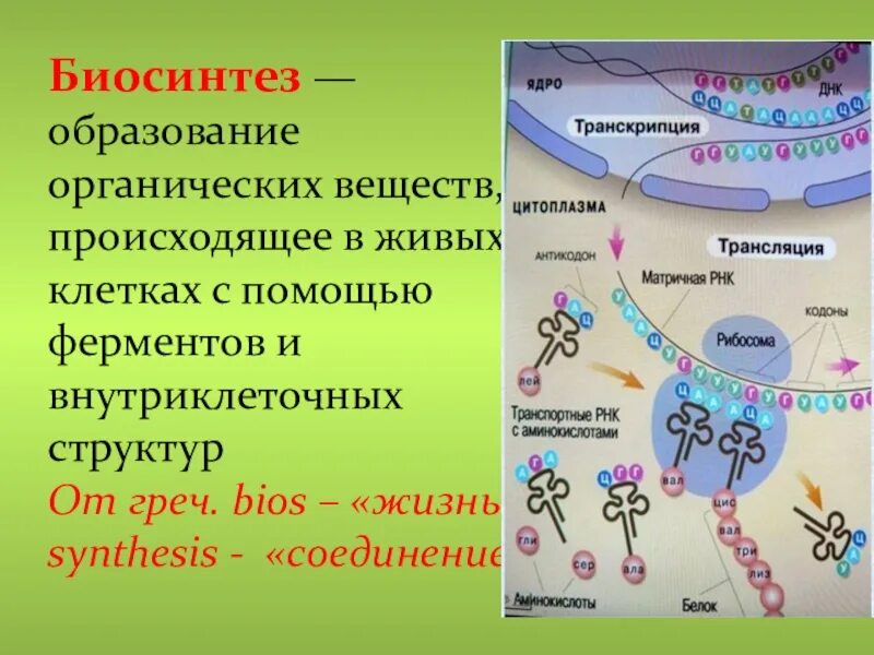 В какой живой клетке происходит. Биосинтез белка в растительной клетке. биосинтез белка в живой клетке 9 класс. этапы образования белка в клетке. биосинтез белка в живых организмах.