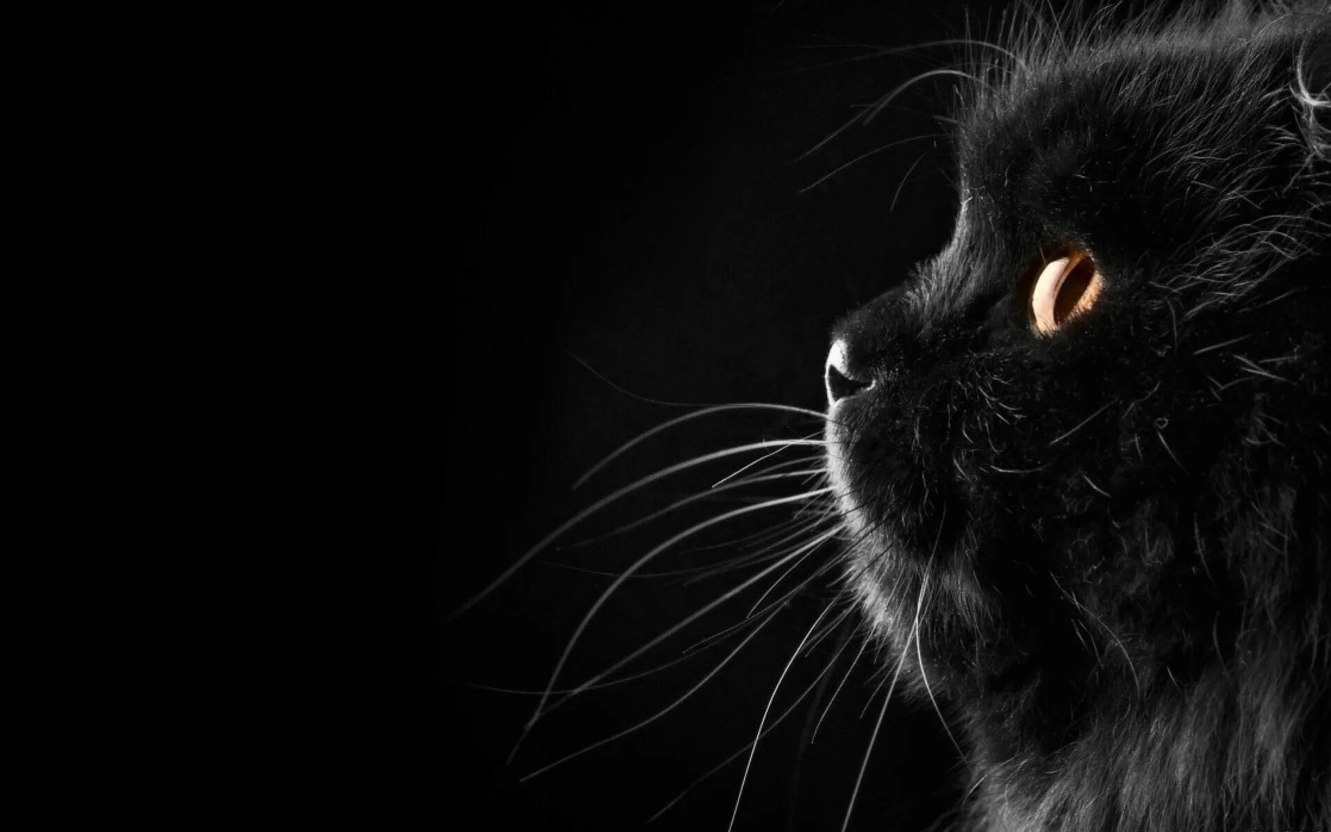 Обои темные черные. Черный фон на рабочий стол. Черные обои. Чёрный кот. Черный кот на черном фоне.